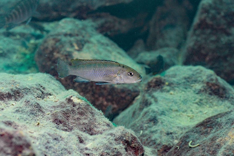 Genyochromis mento 'Makokola Reef'